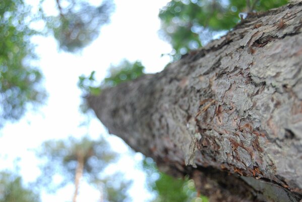 A tree trunk stretching upwards