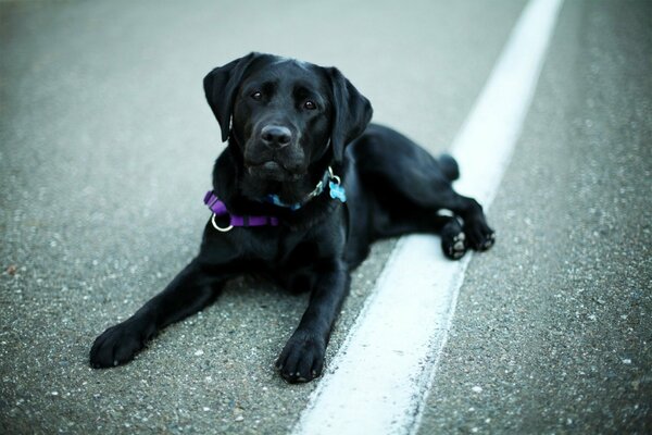 Der Hund ist ein reinrassiger Retriever in schwarzer Farbe