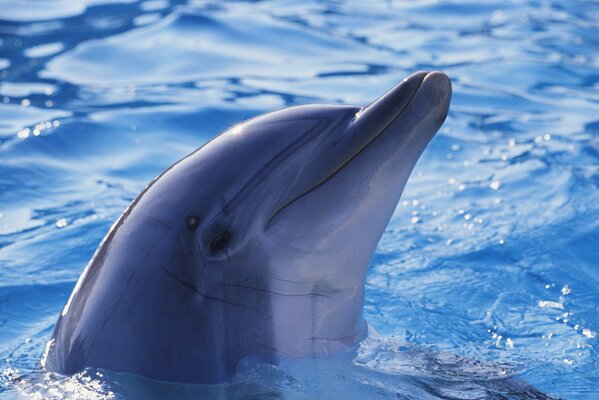 Ładny delfin w błękitnej wodzie