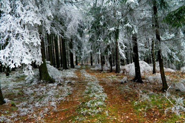 Die Straße geht in den Wald, die Bäume sind mit Schnee bedeckt