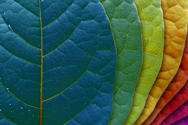 Close-up Blätter sind regenbogenfarben