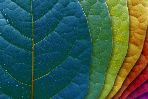 Macro hojas de color arco iris