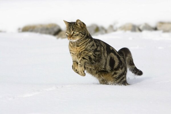 A cat jumps in the snow in winter