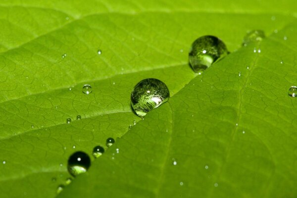 Hoja con grandes gotas de rocío