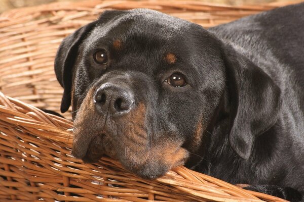 Rottweiler misses his good friend