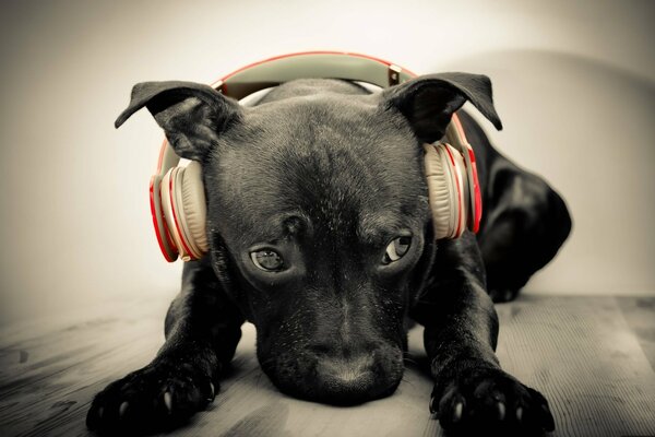 Desktop wallpaper dog with headphones