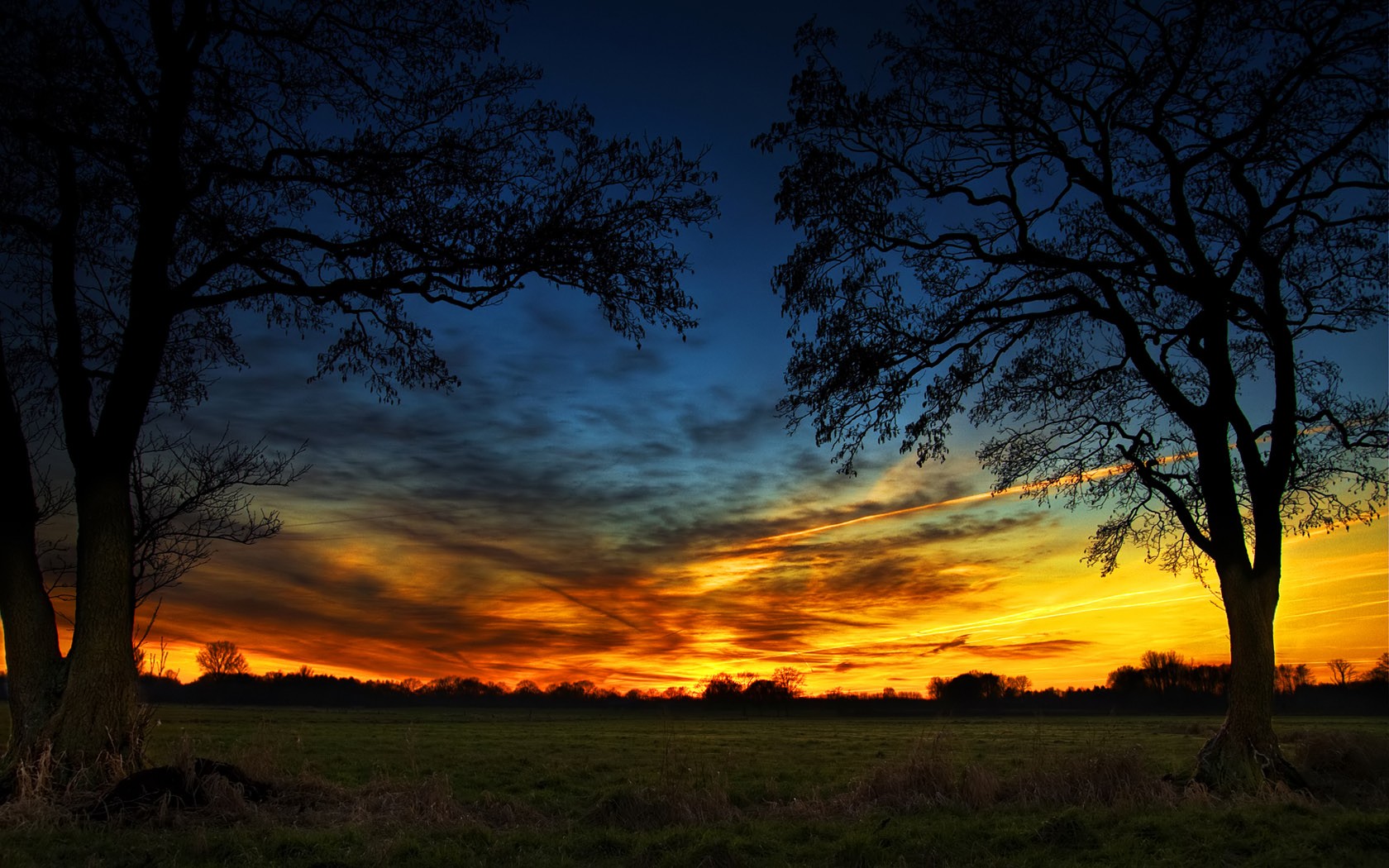 albero campo tramonto verde