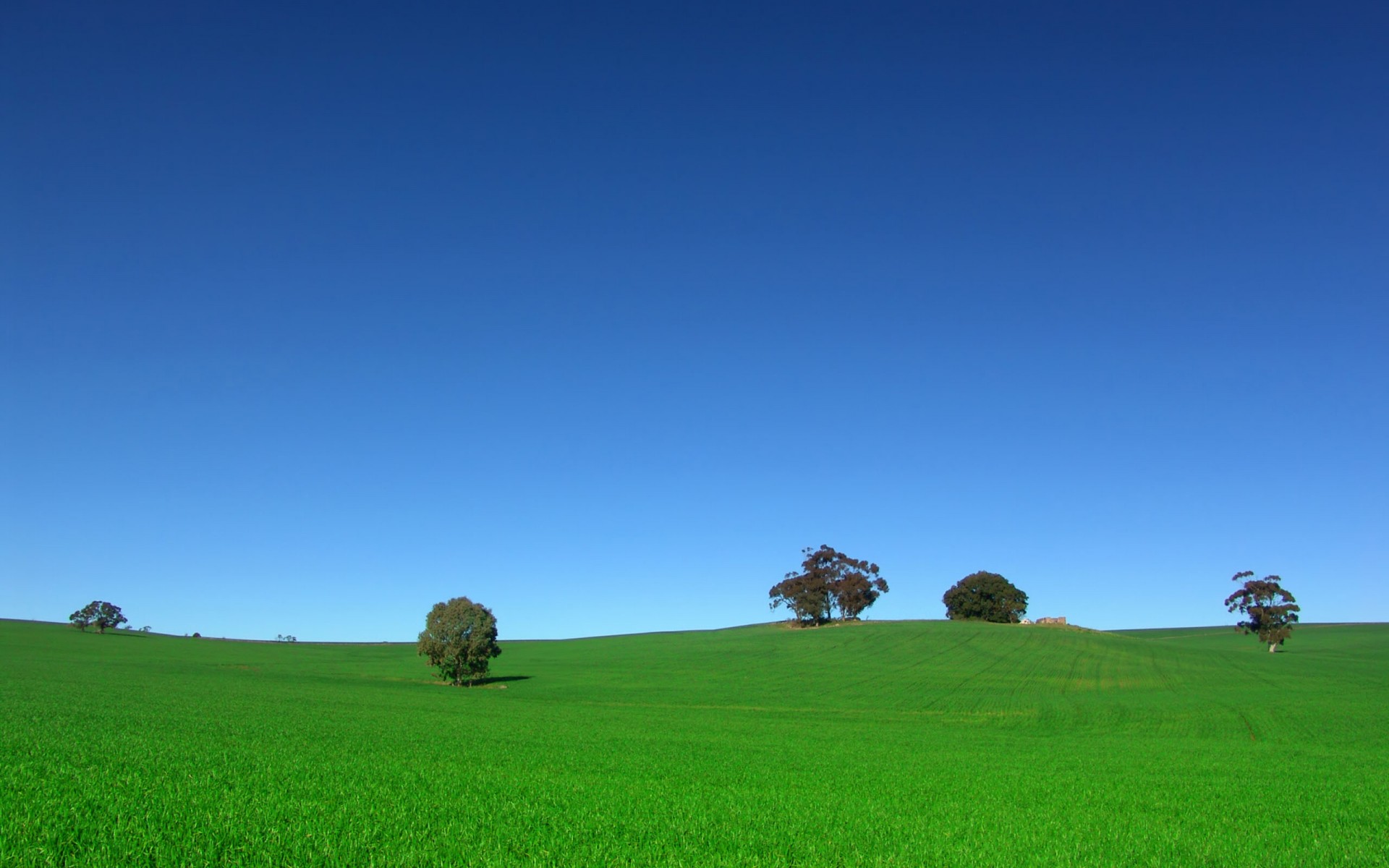 champ arbres ciel