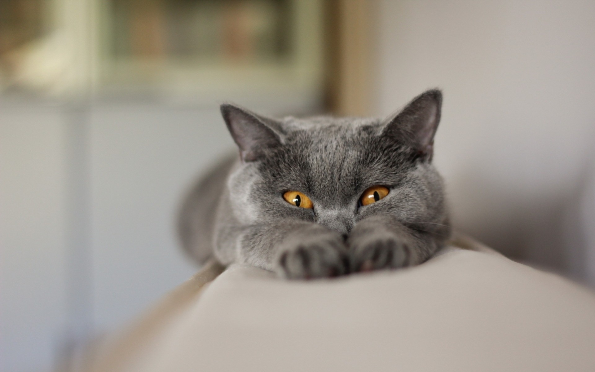 grey yellow eyes cat