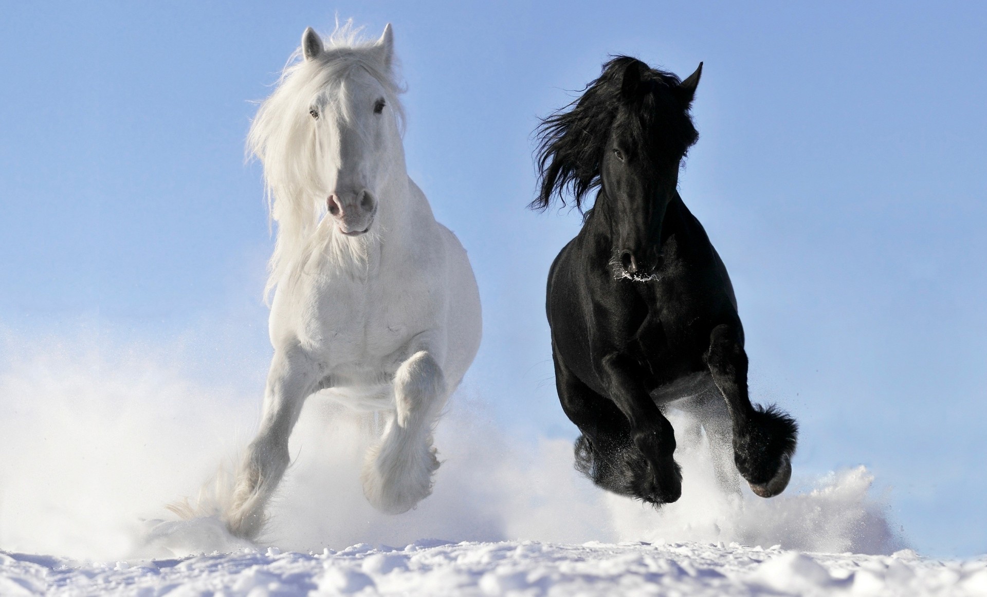 chevaux moutons course galop neige blanc