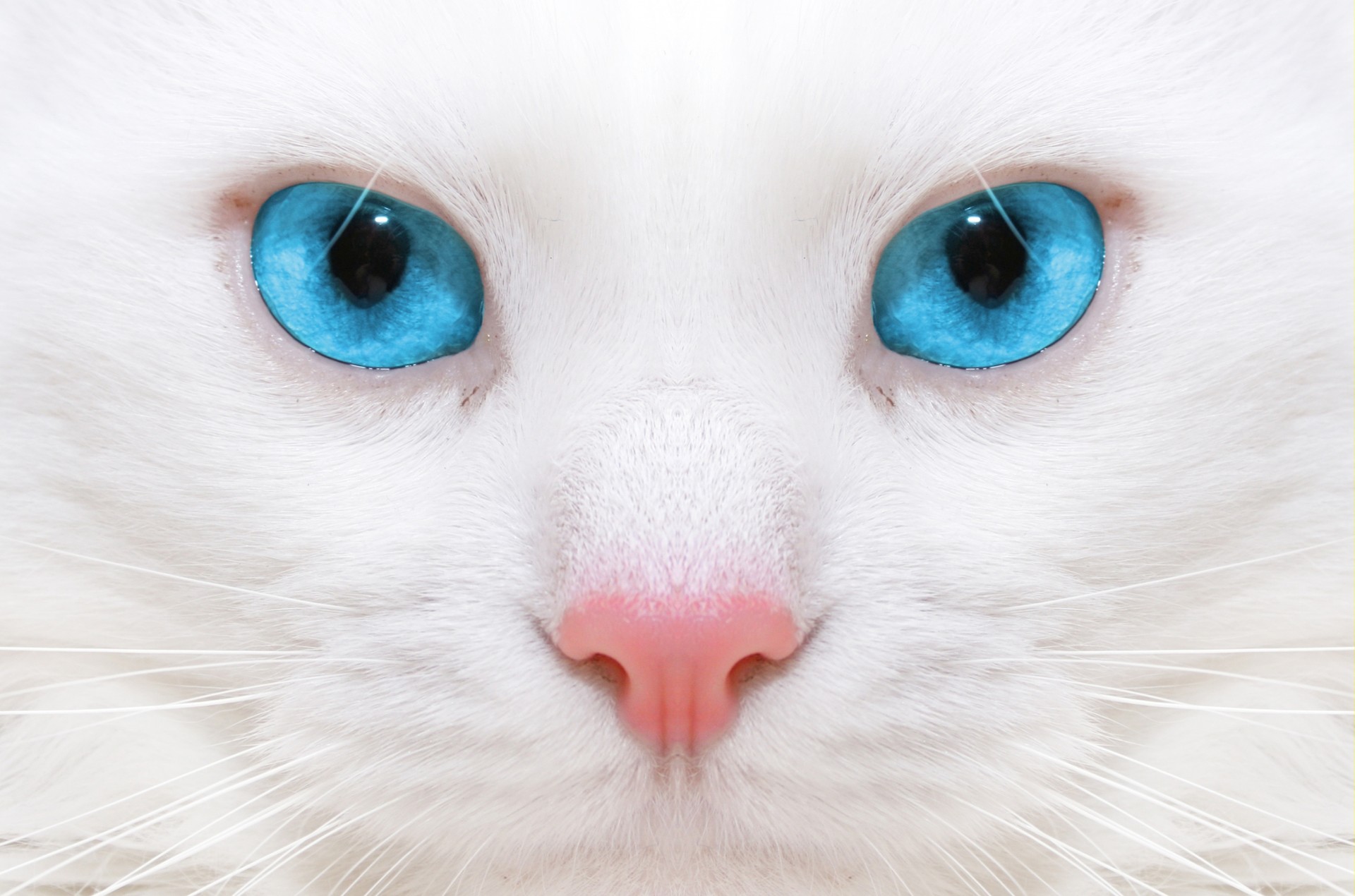 close up cat beautiful white cat