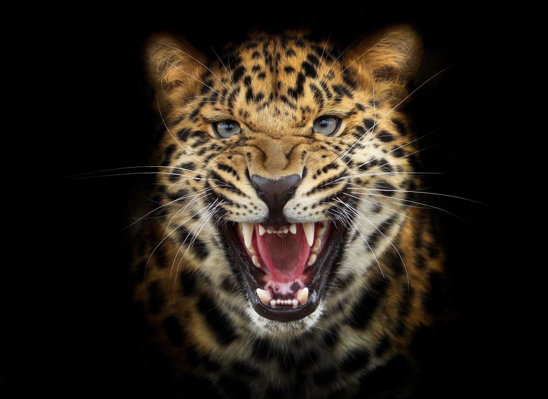 raubtier leopard schwarzer hintergrund photoshop wut katze