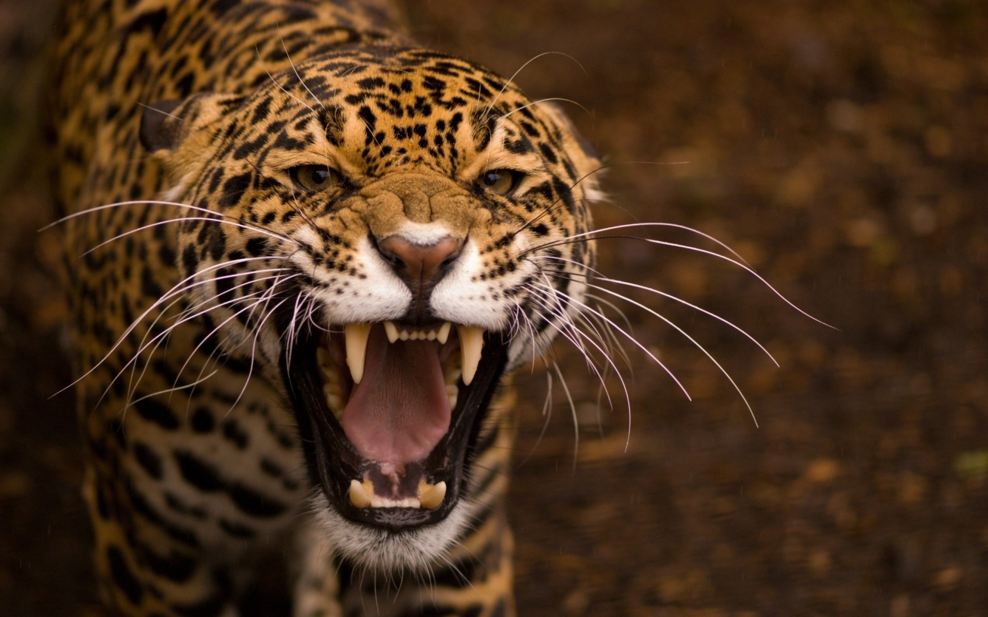 dents prédateur jaguar agression colère animaux