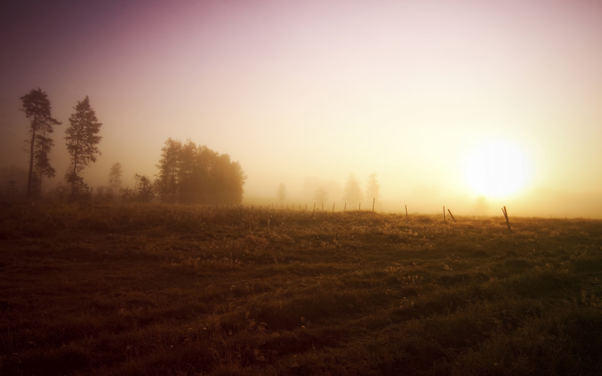 the field sky sunrise tree