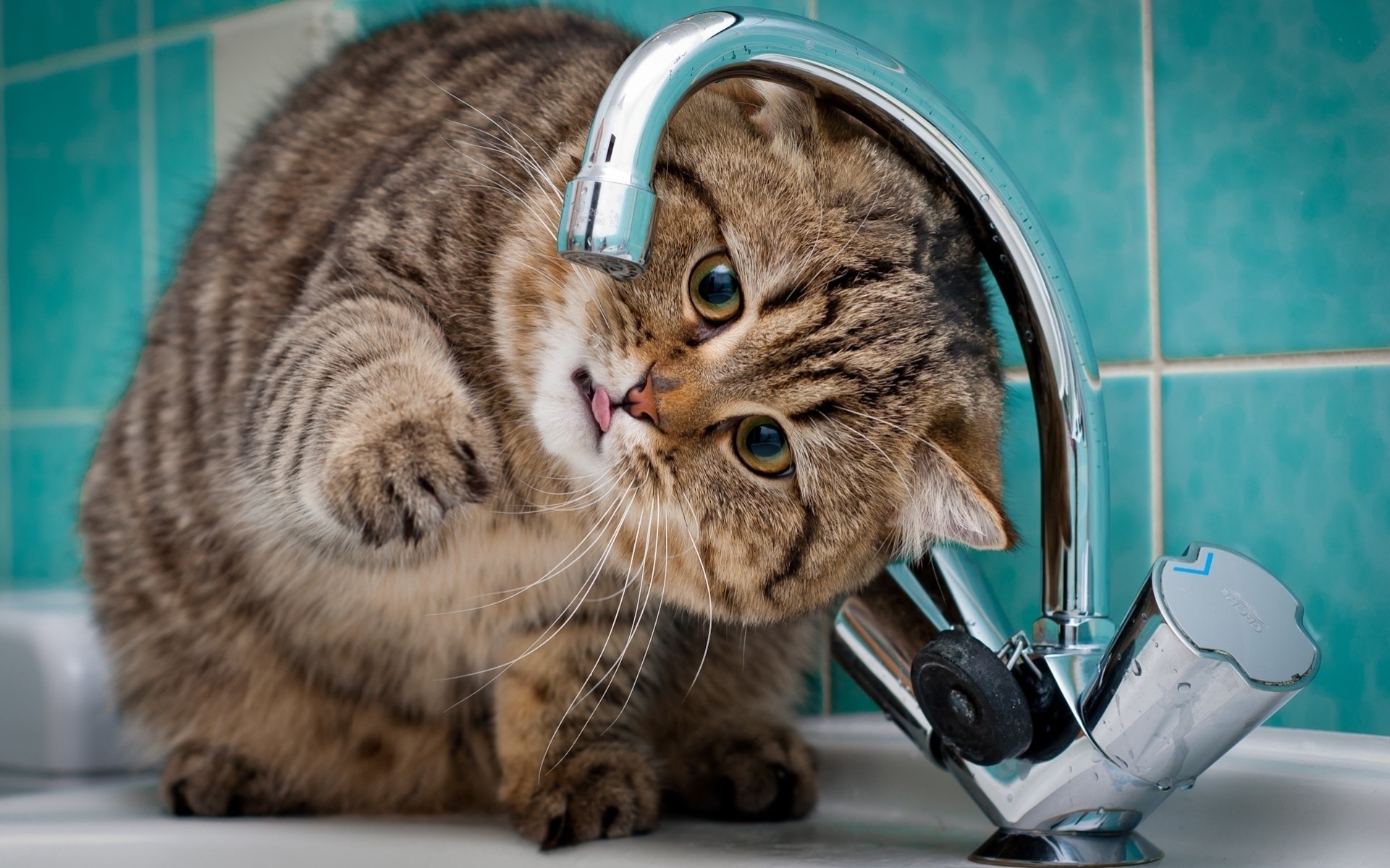 katzen kätzchen situationen kinder