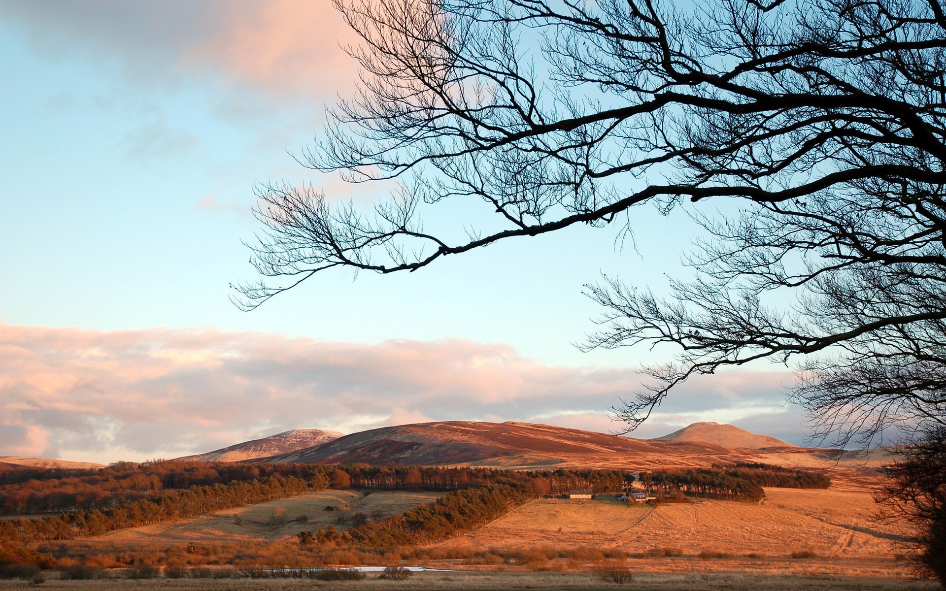 hills tree branches sky