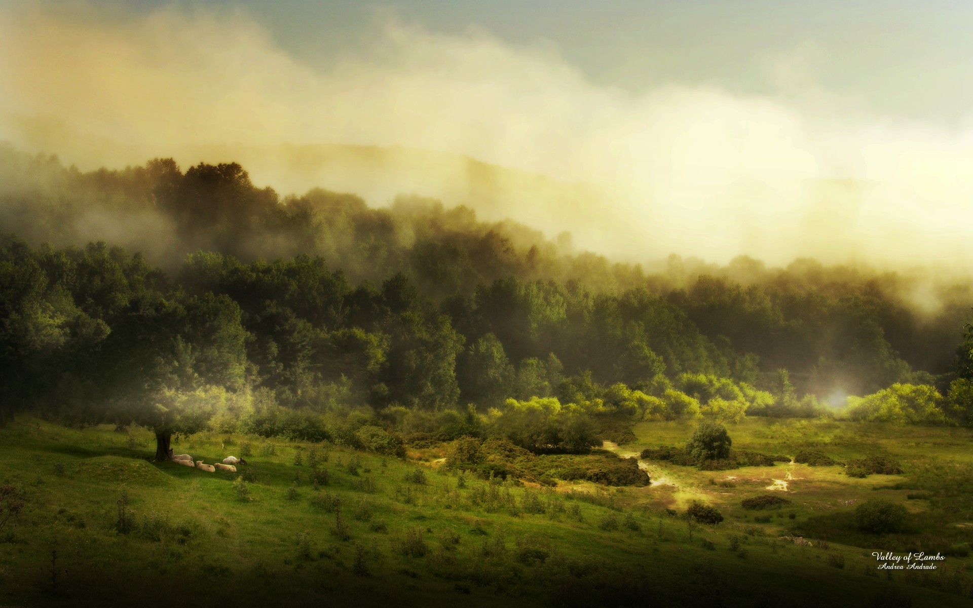 campi foresta luce nebbia alberi