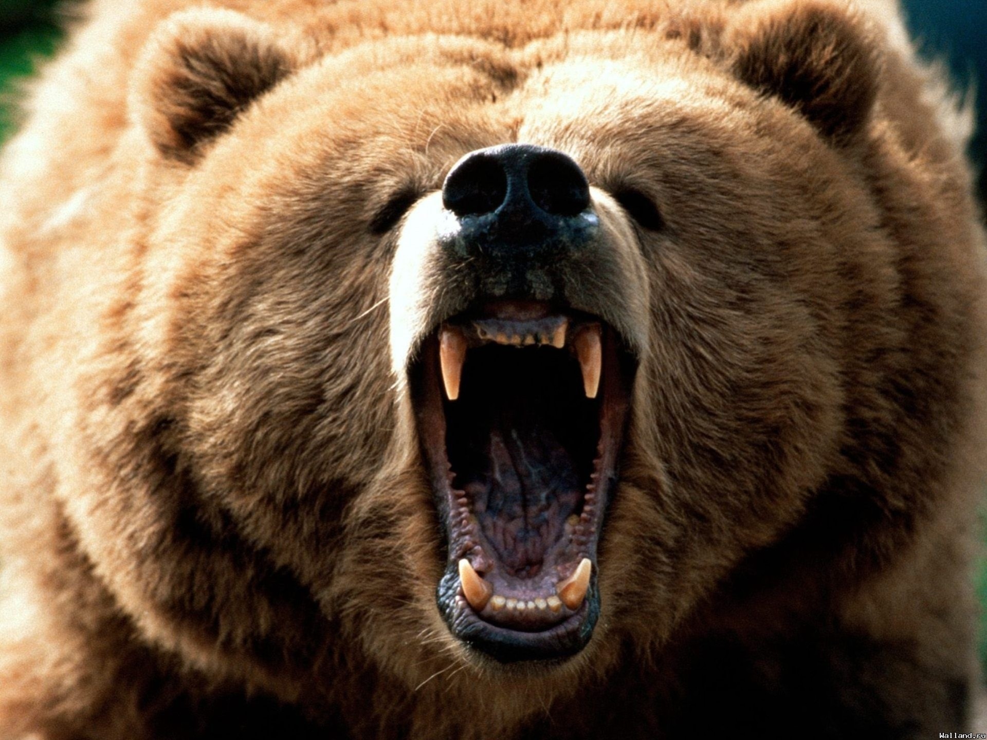 orso denti bocca animale grizzly