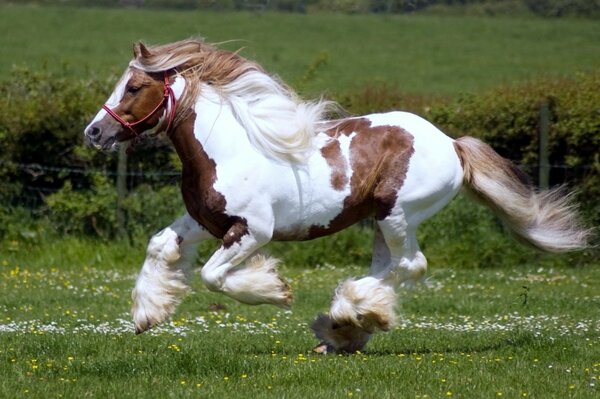 A beautiful Shire stallion gallops through the pasture