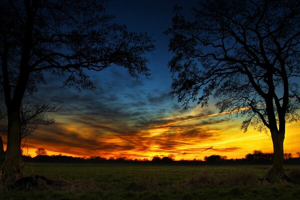 Zwei Bäume im Feld bei Sonnenuntergang