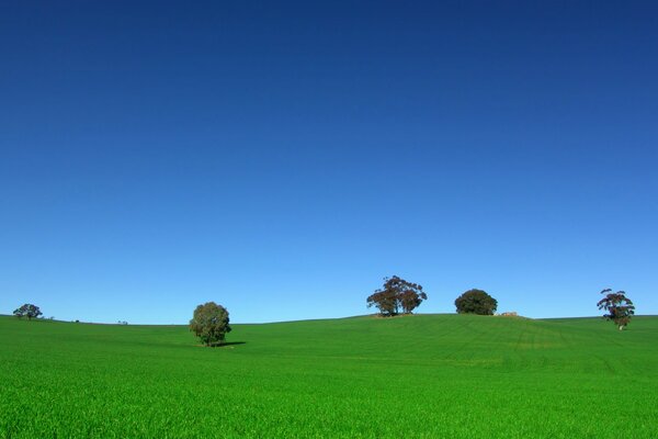 Himmel über einem Feld mit Bäumen