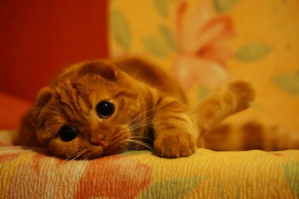 Kitten photo on a red background