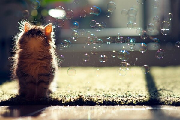 A gray fluffy kitten sits and looks at soap bubbles