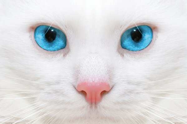 Makro biały kot o niebieskich oczach