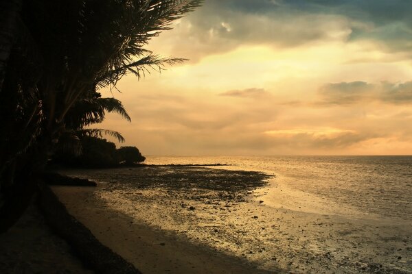 Sea palm trees and sand at sunset