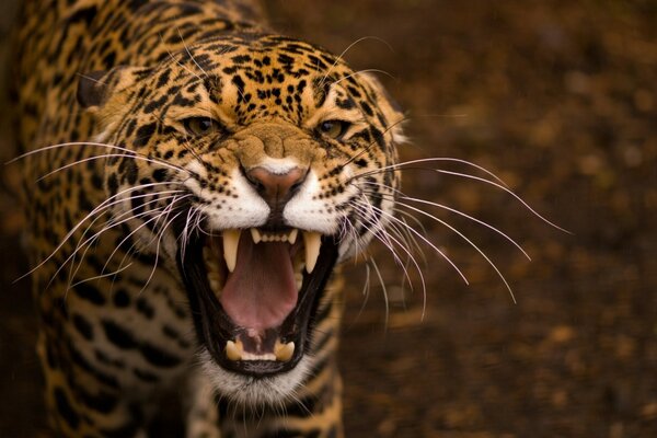 Predatore di Giaguaro di gatto selvatico