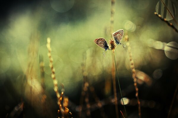 Macro photo of butterflies and spikelets in the glare of the sun