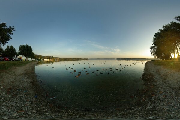 Orilla del lago con patos