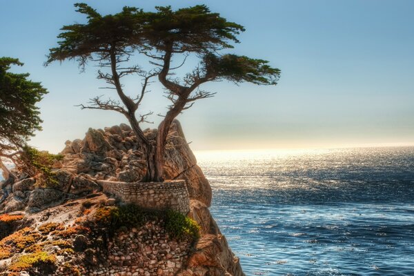 A tree on the rocks next to the ocean