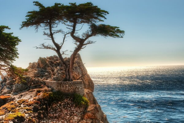 Drzewo na skałach w pobliżu oceanu