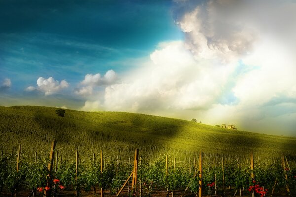 Blumen auf dem Feld blauer Himmel