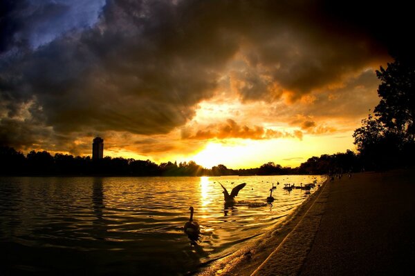 Swans enjoy the warm water