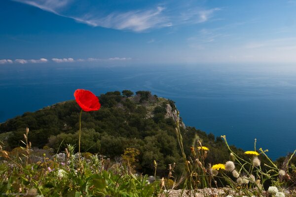 Mohn auf einer Klippe am Himmel