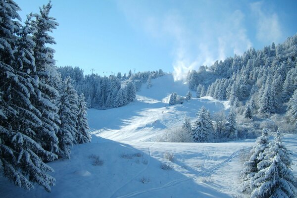 A clear winter day in a spruce forest