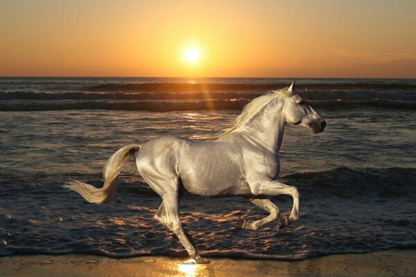 Weißer Hengst reitet am Meer