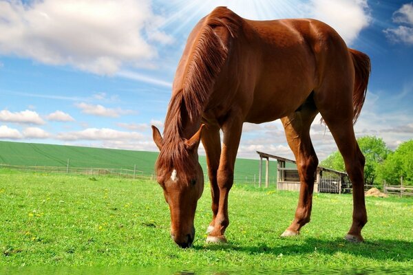 A red horse grazes the grass on a green field