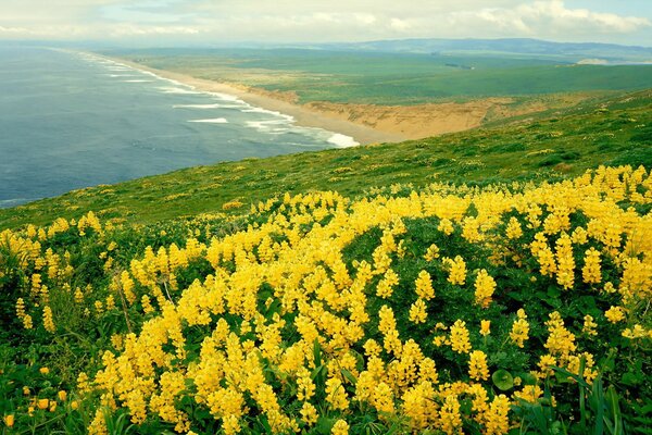 Paysage de vallée de montagne avec des fleurs jaunes