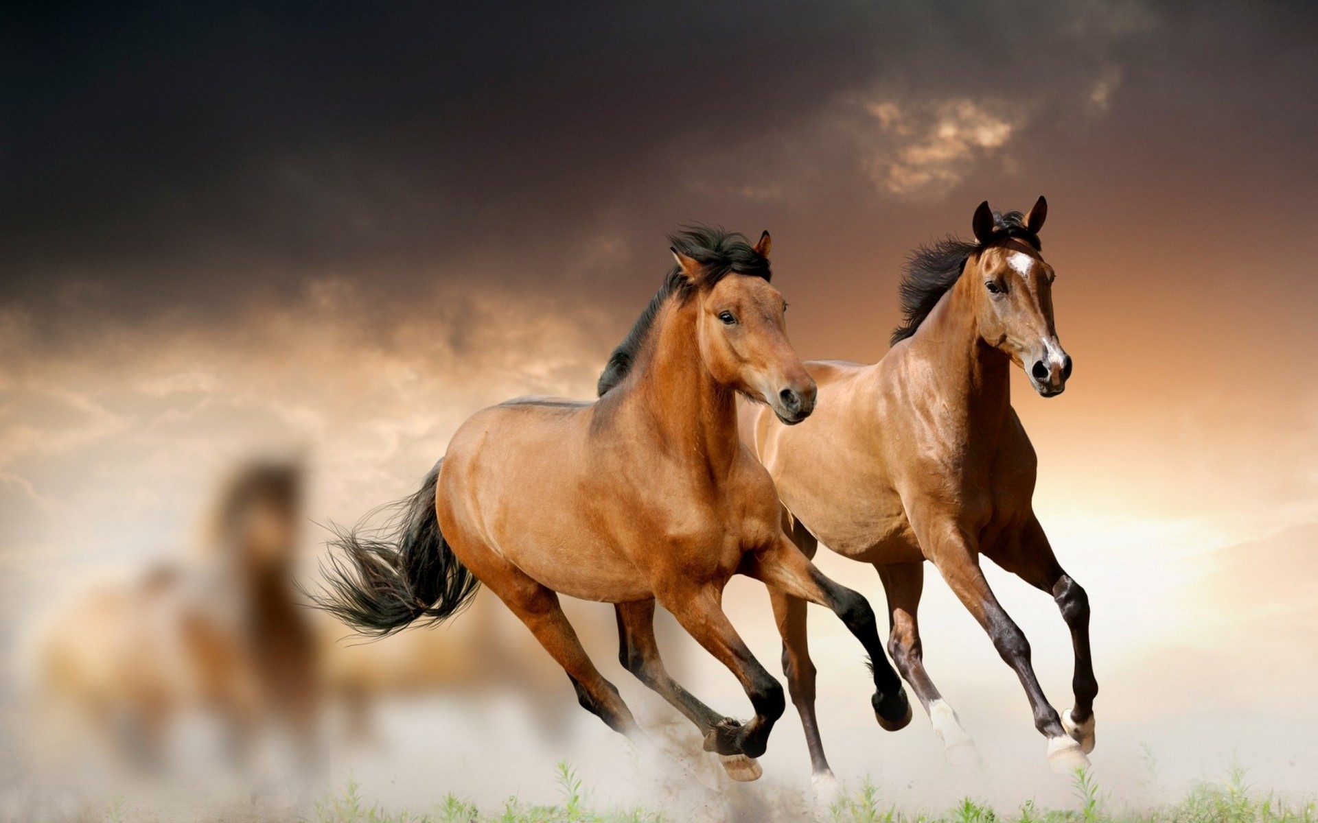 running horse grass cloud