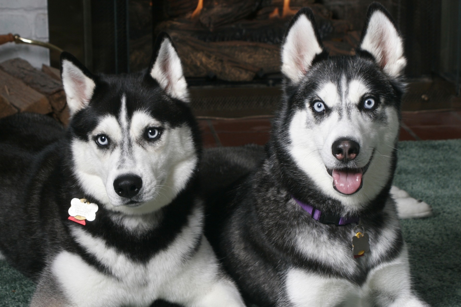 spotted husky hunde blick paar