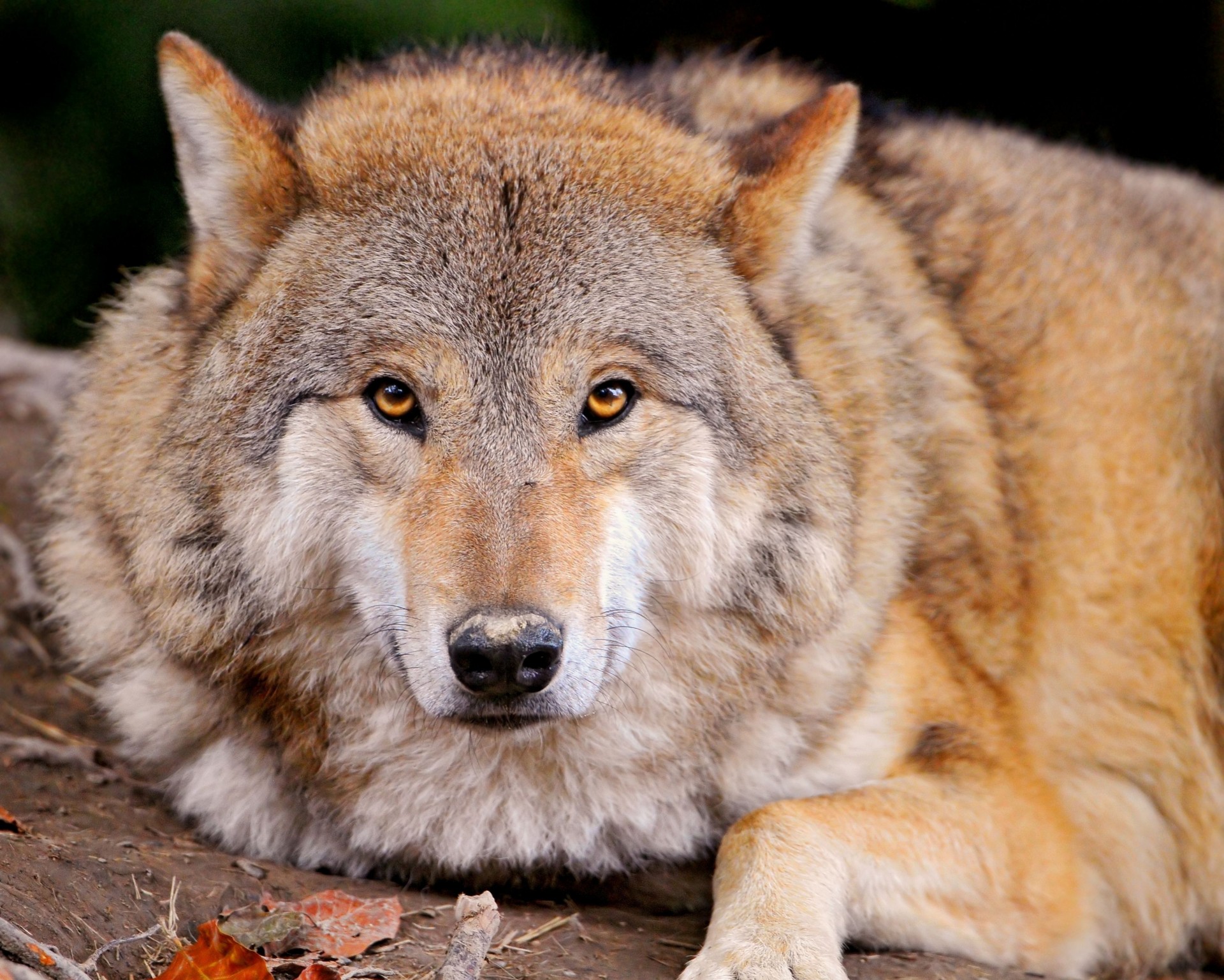 child wolf teeth predator