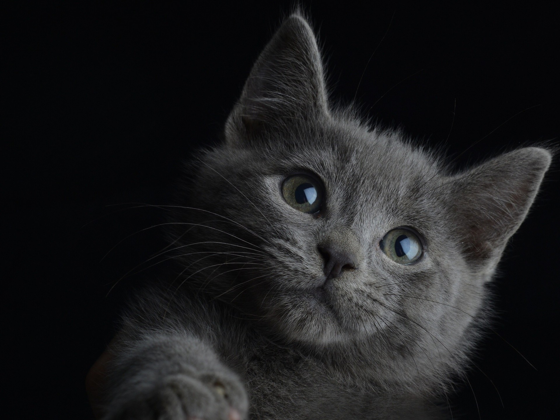 cat black background portrait