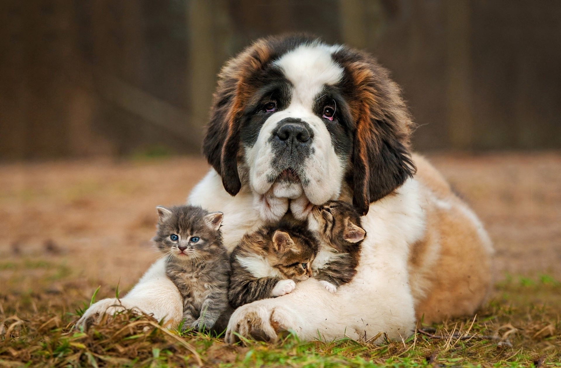 positif nature chien chats saint bernard chatons