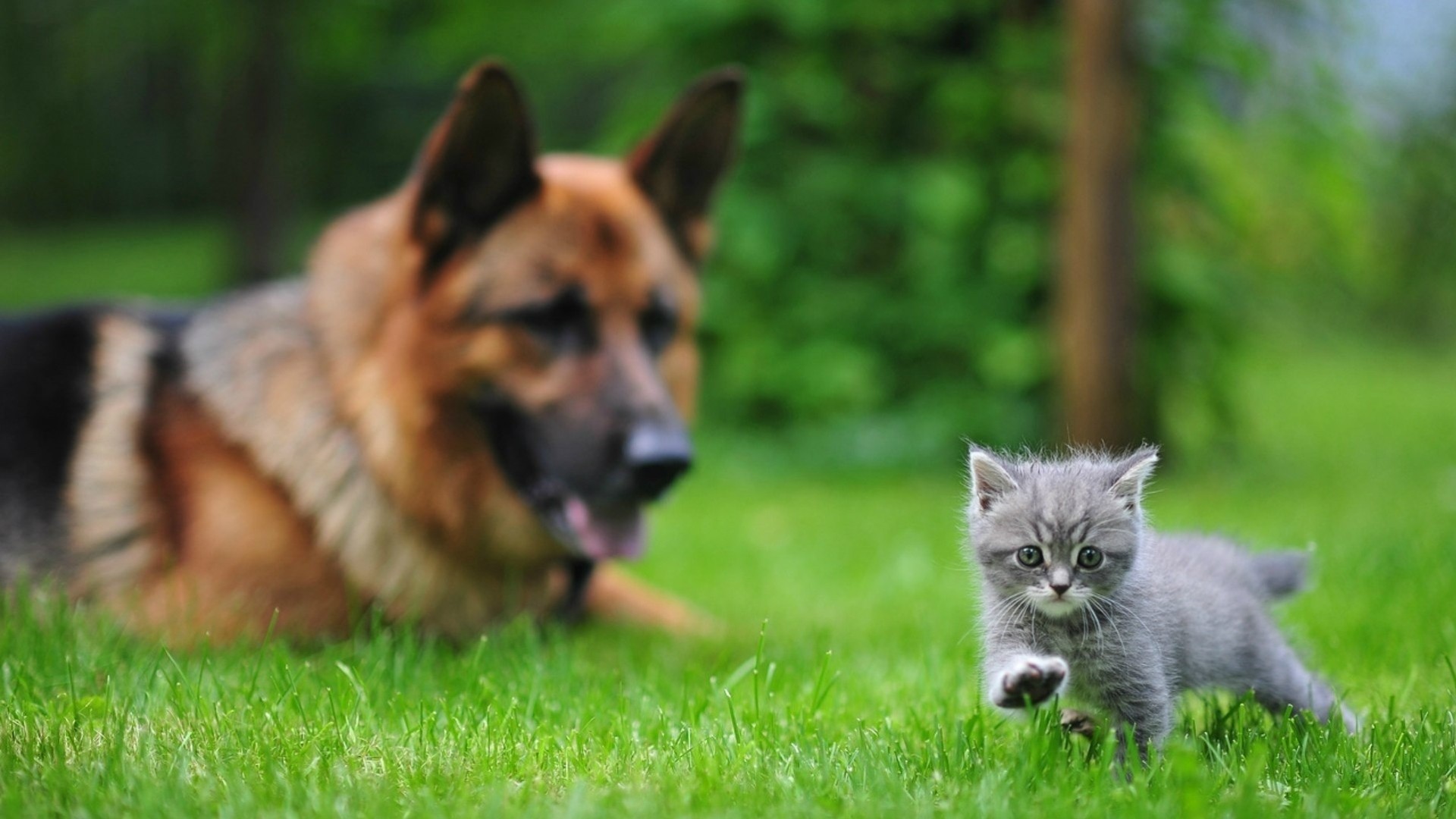 avcharka gato hierba animales perro