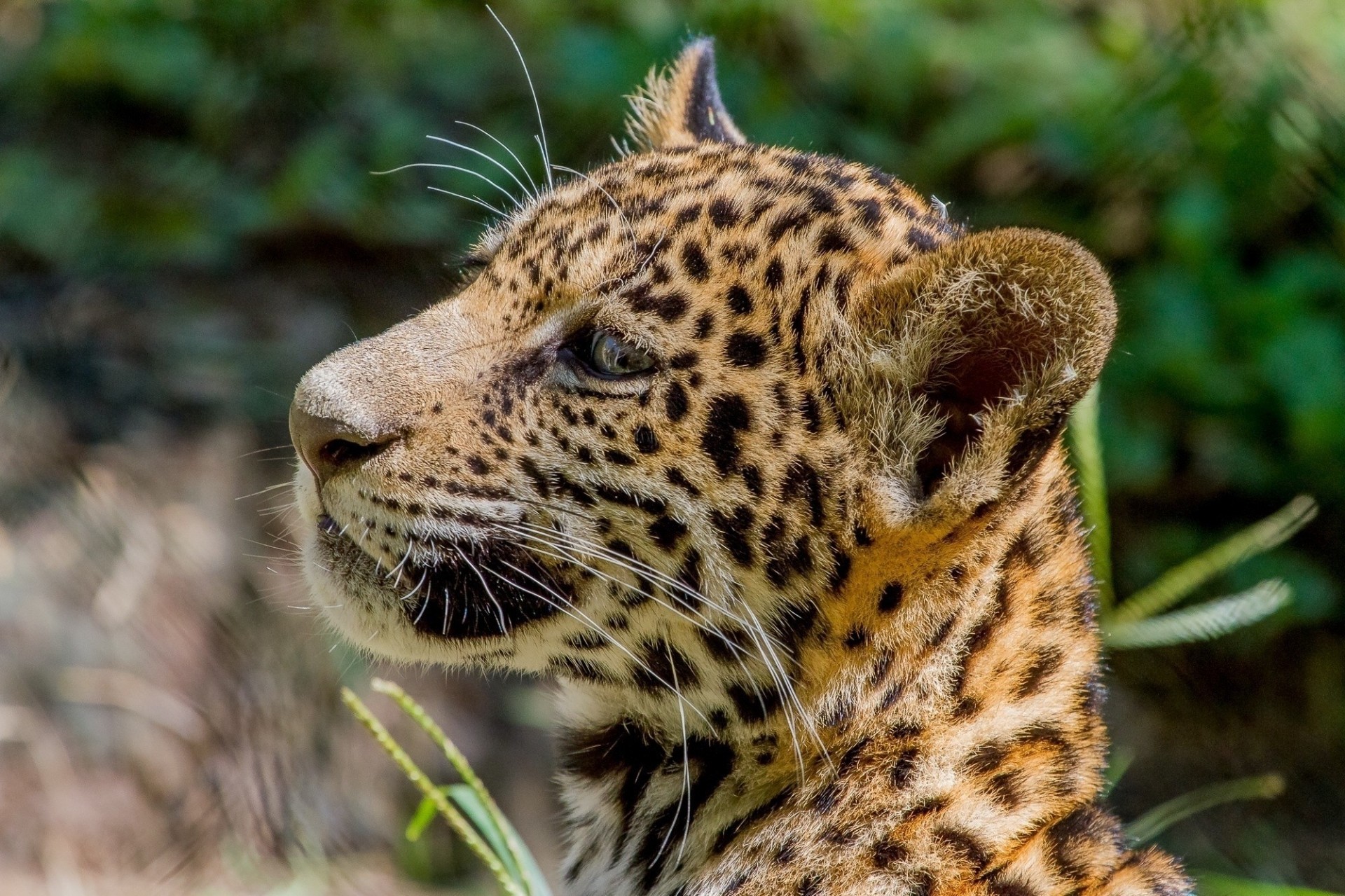 gato dientes depredador cachorro jaguar perfil gato salvaje