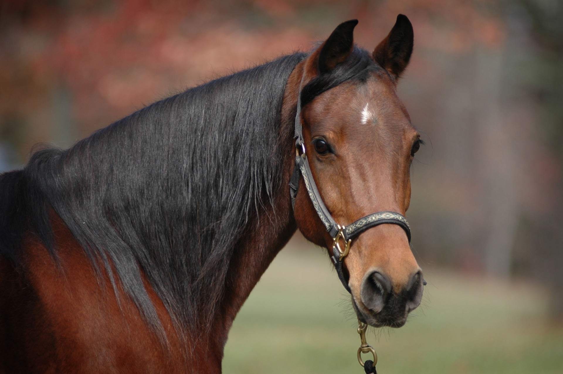 baie cheval dents crinière