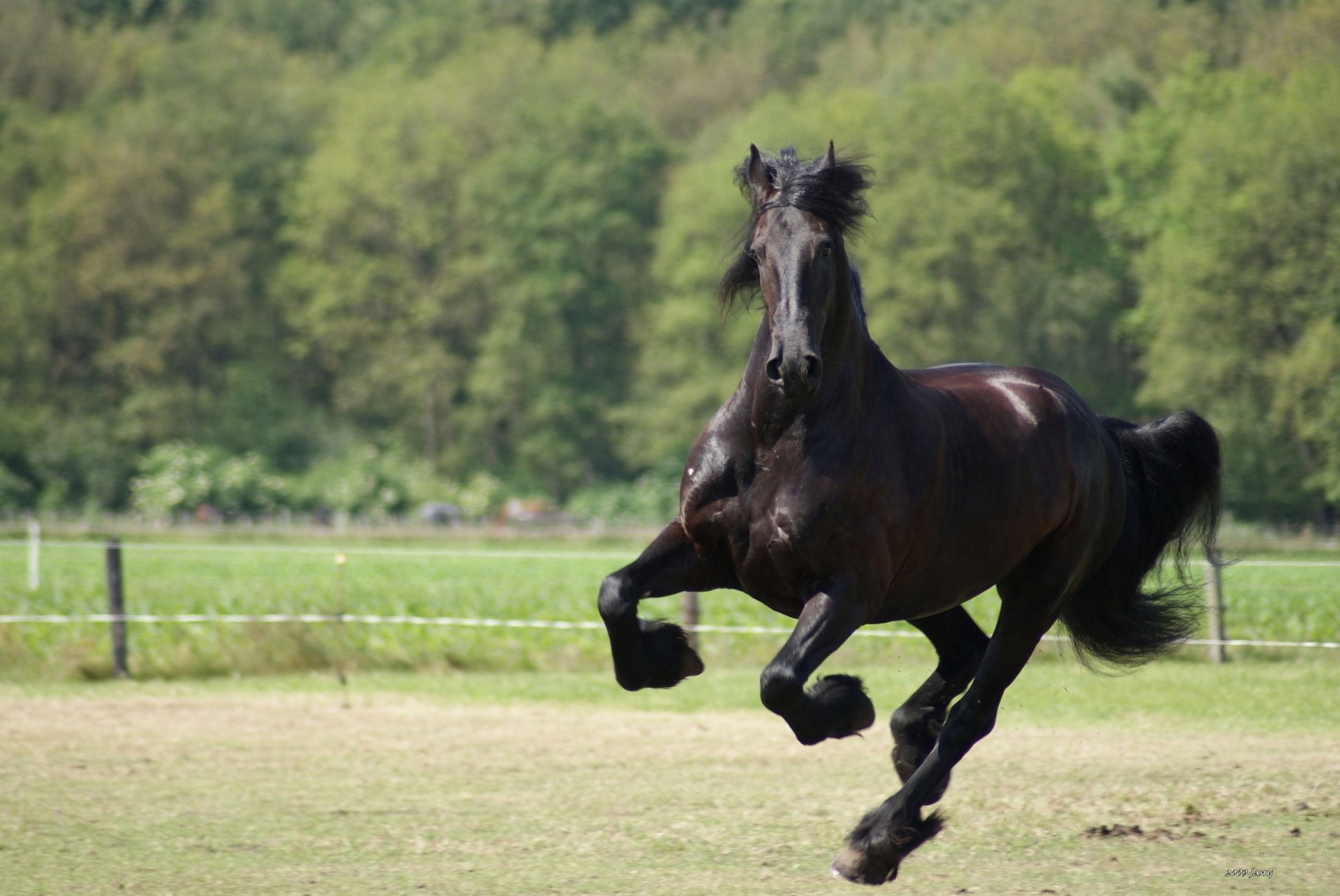 course cheval galop